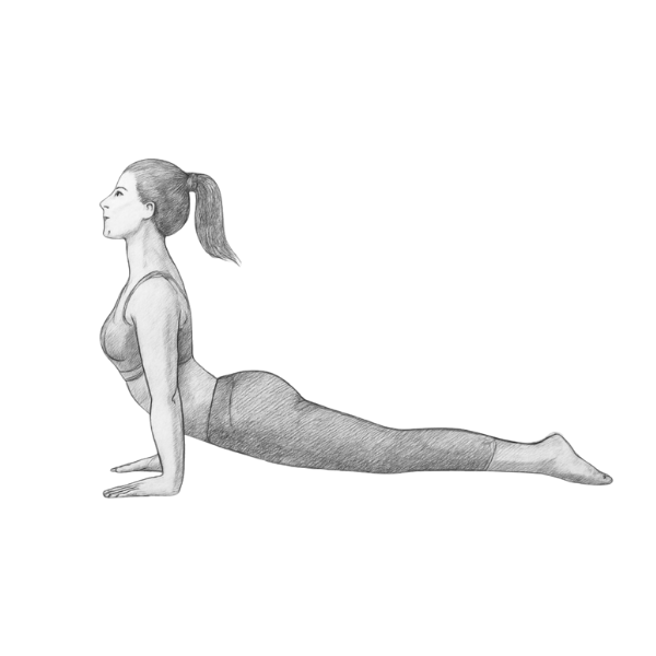 Hier wird die Yoga-Asana kleine Kobra dargestellt.