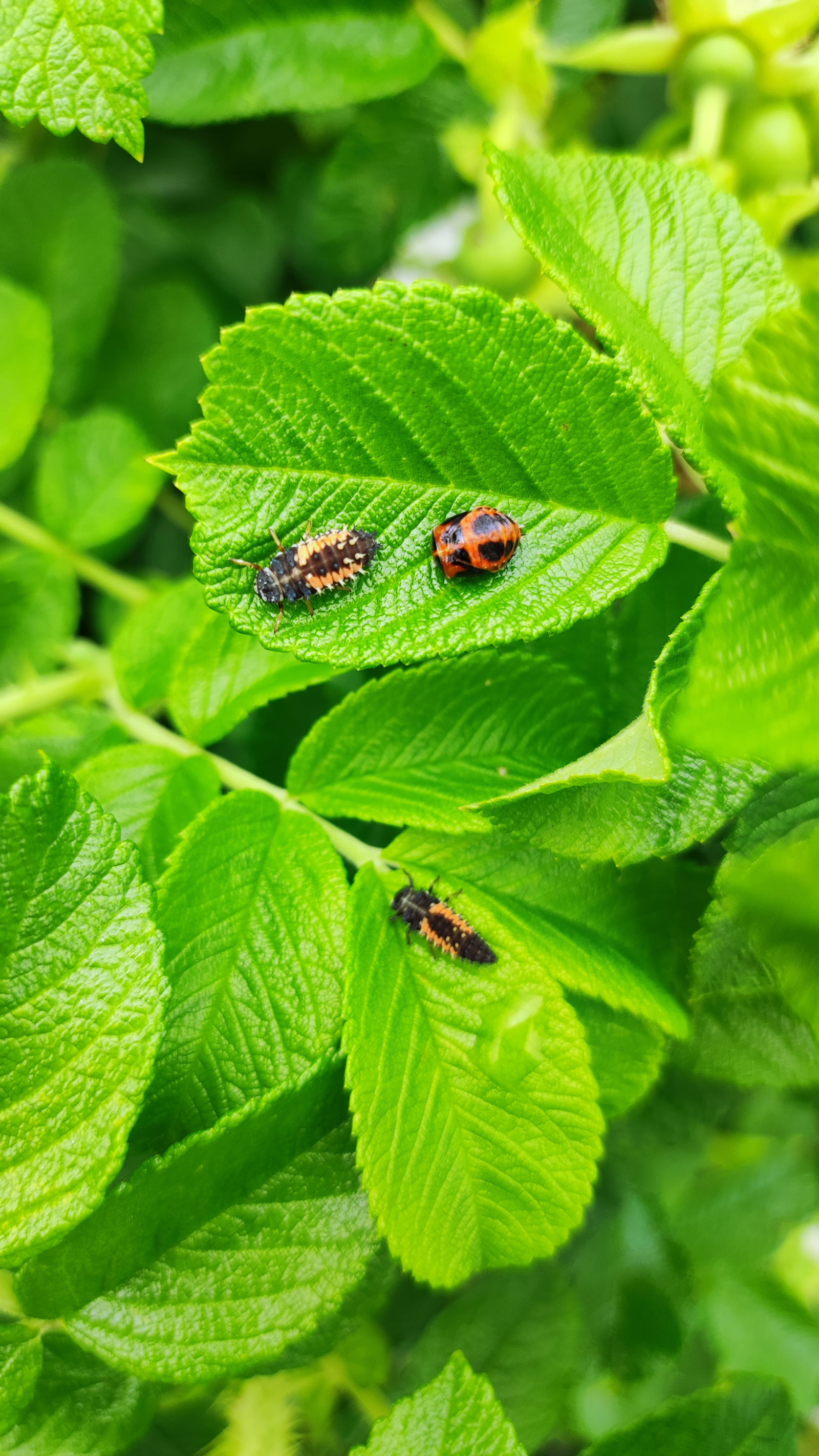 Marienkäfer-in-unterschiedlichen-Stadien