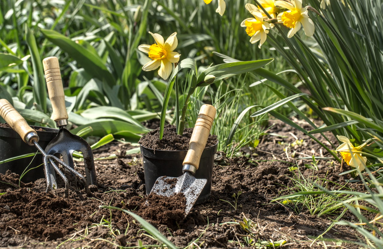 narzissen-frühling-pflanzen-gartenarbeit