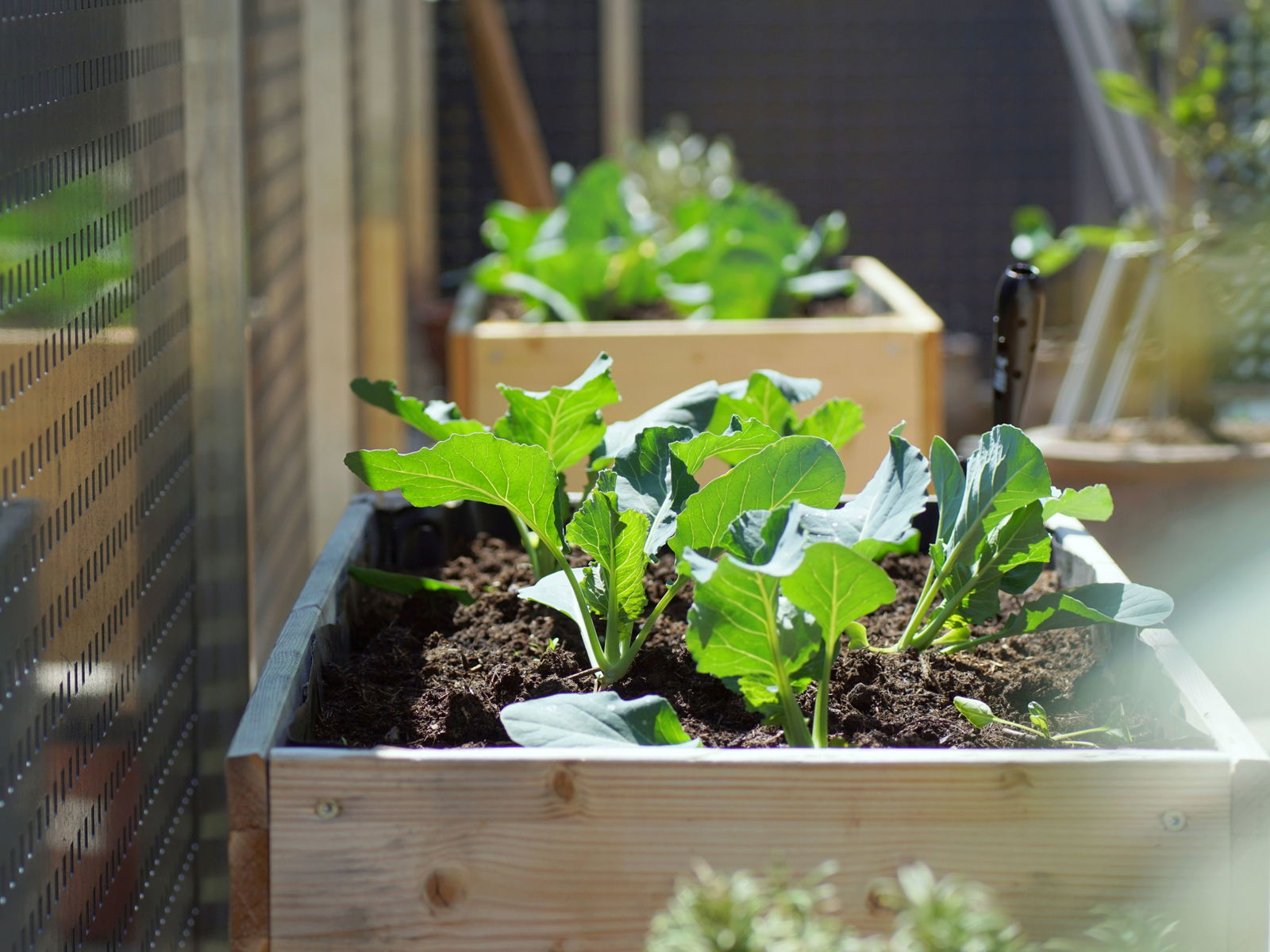 balkon-terrasse-hochbeet-salat-gemüseanbau