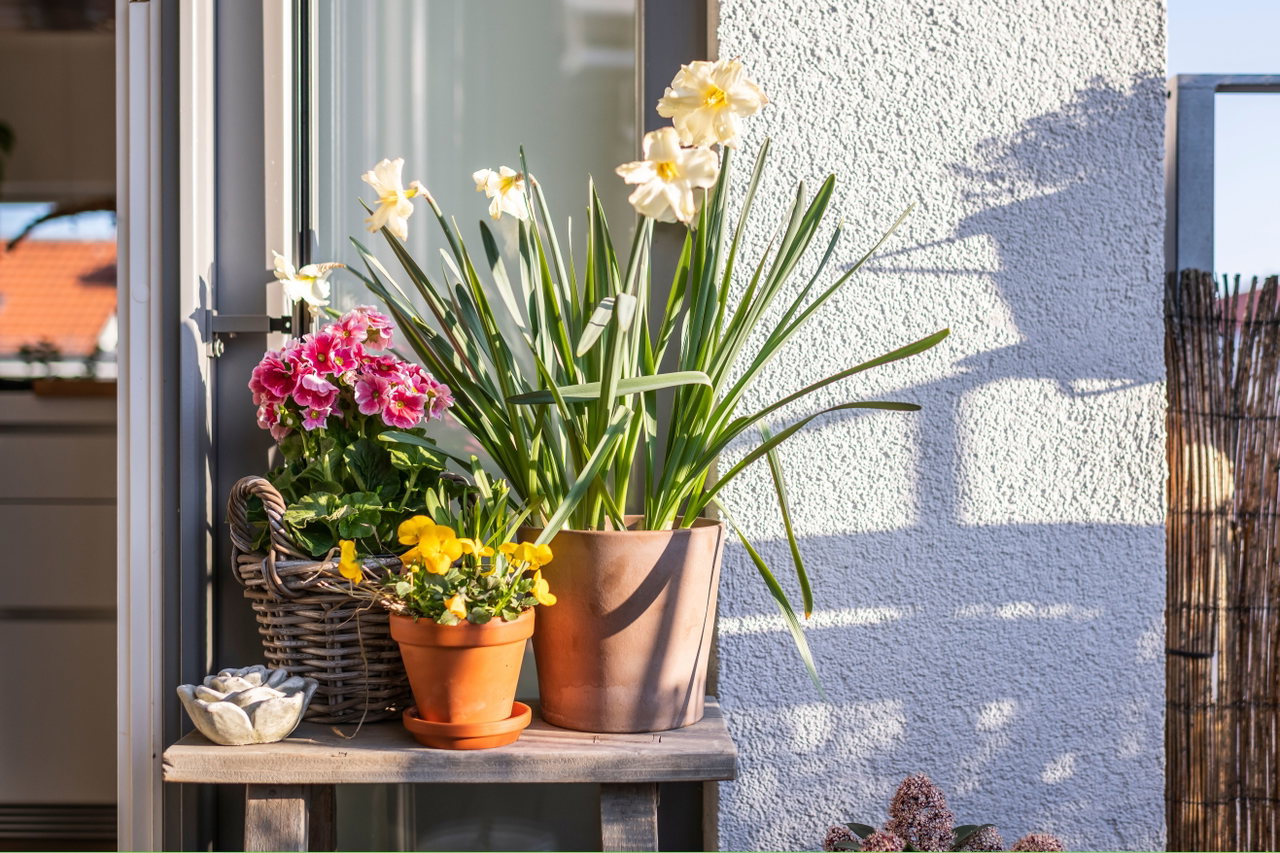 blumen-blüte-balkon-sonne-c-Canva
