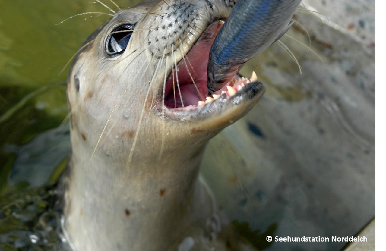 seehund-fisch-schnauze-zähne