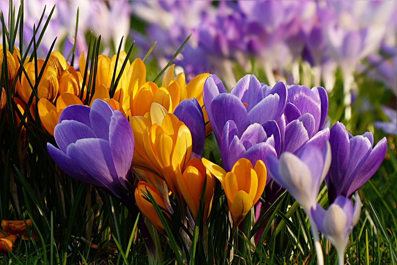 krokusse-orange-lila-frühblüher