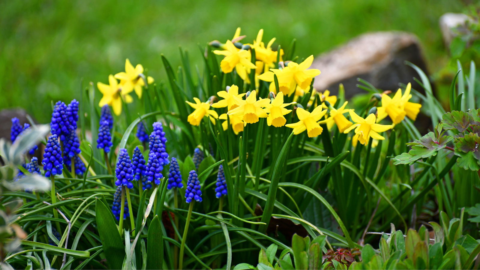 narzissen-traubenhyazinthen-frühblüher