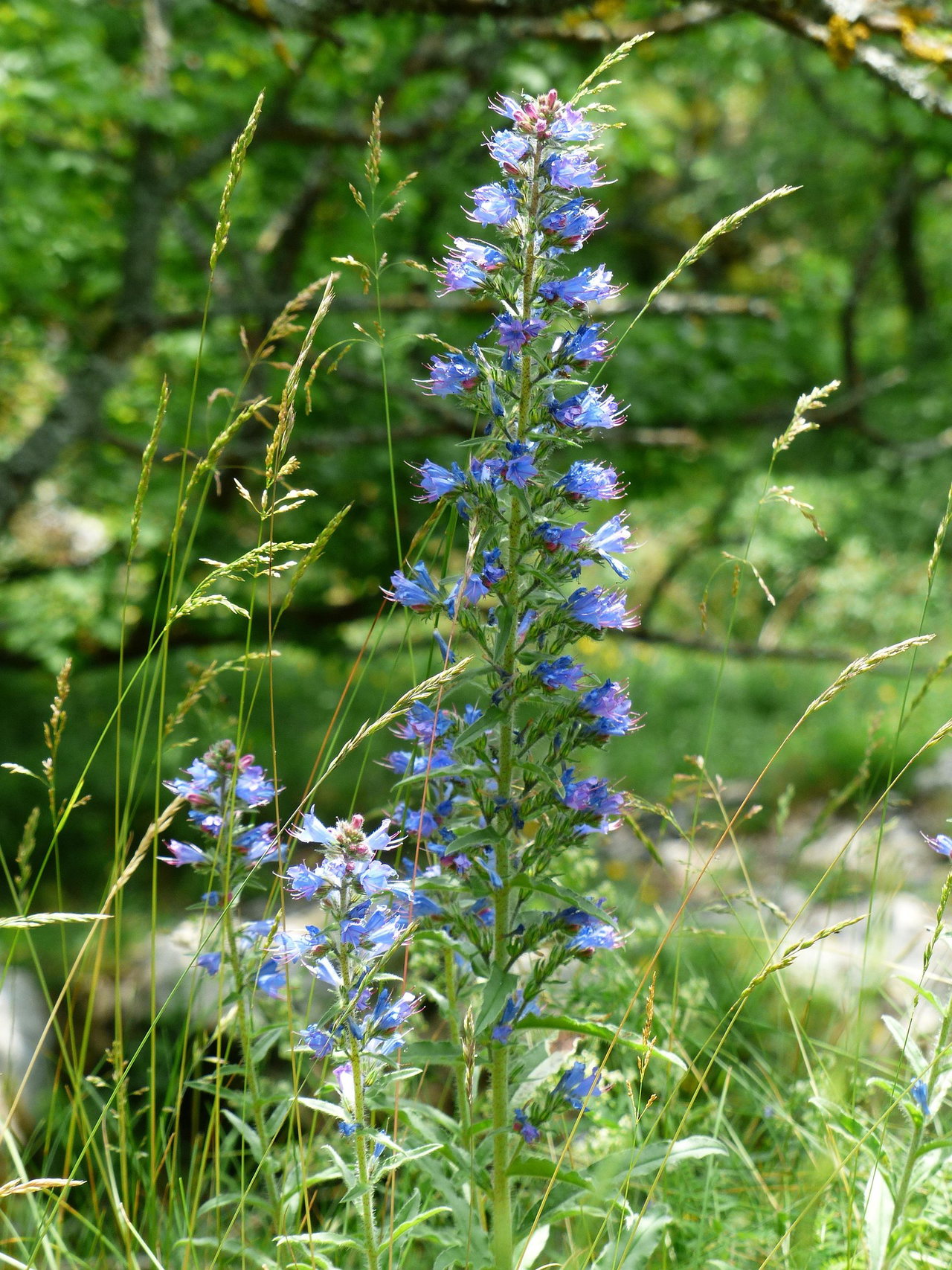 gewöhnlicher-natternkopf-wildblume-wiese-c Hans-Pixabay