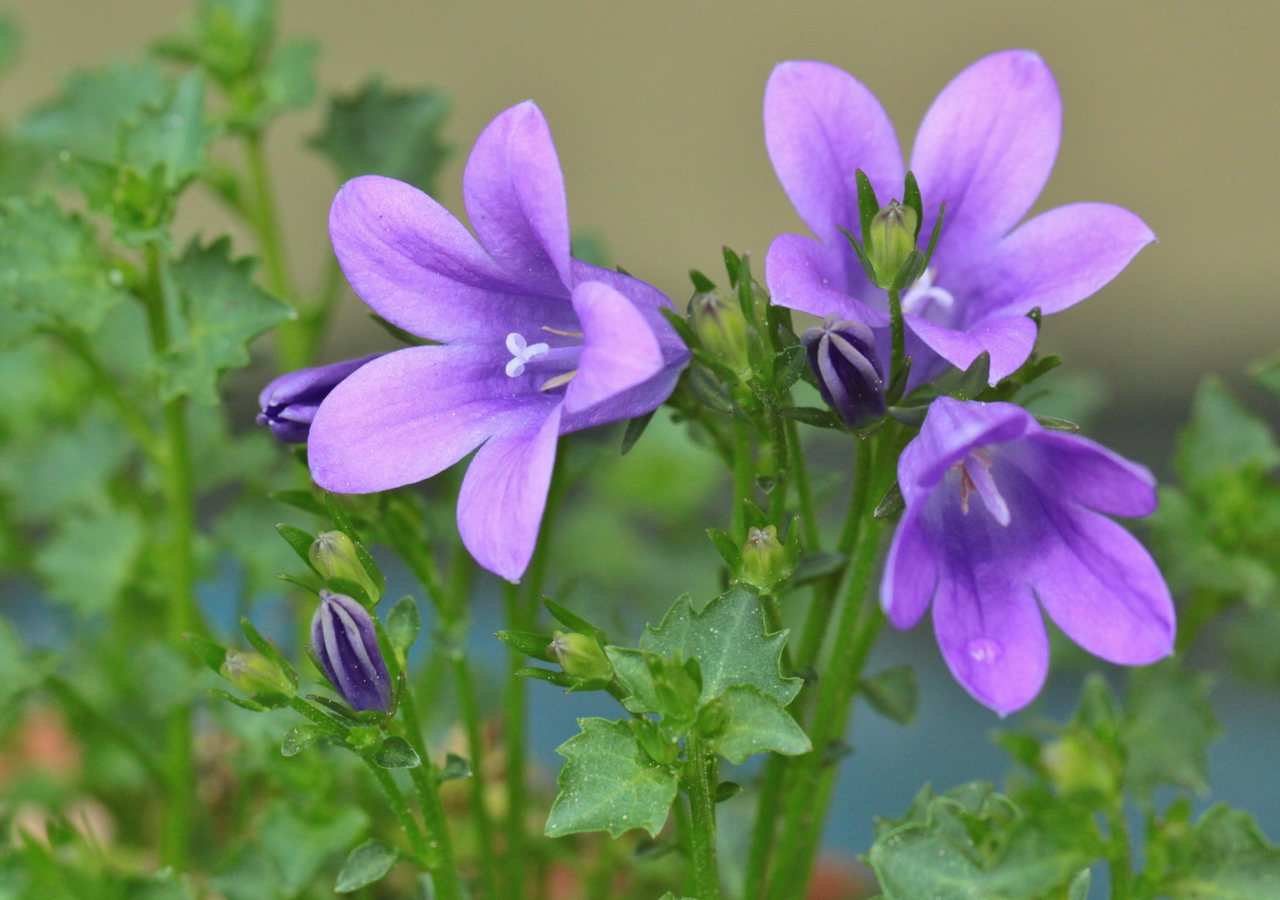 glpckenblume-lila-blüte-blätter-c Anja-Pixabay
