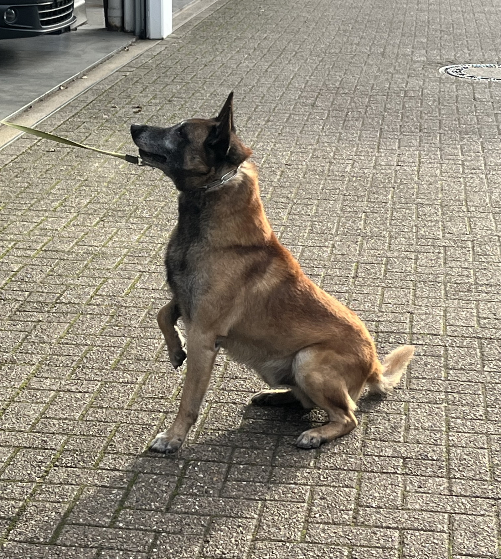 IGS Kreyenbrück_8b_Diensthundestaffel_16.12.