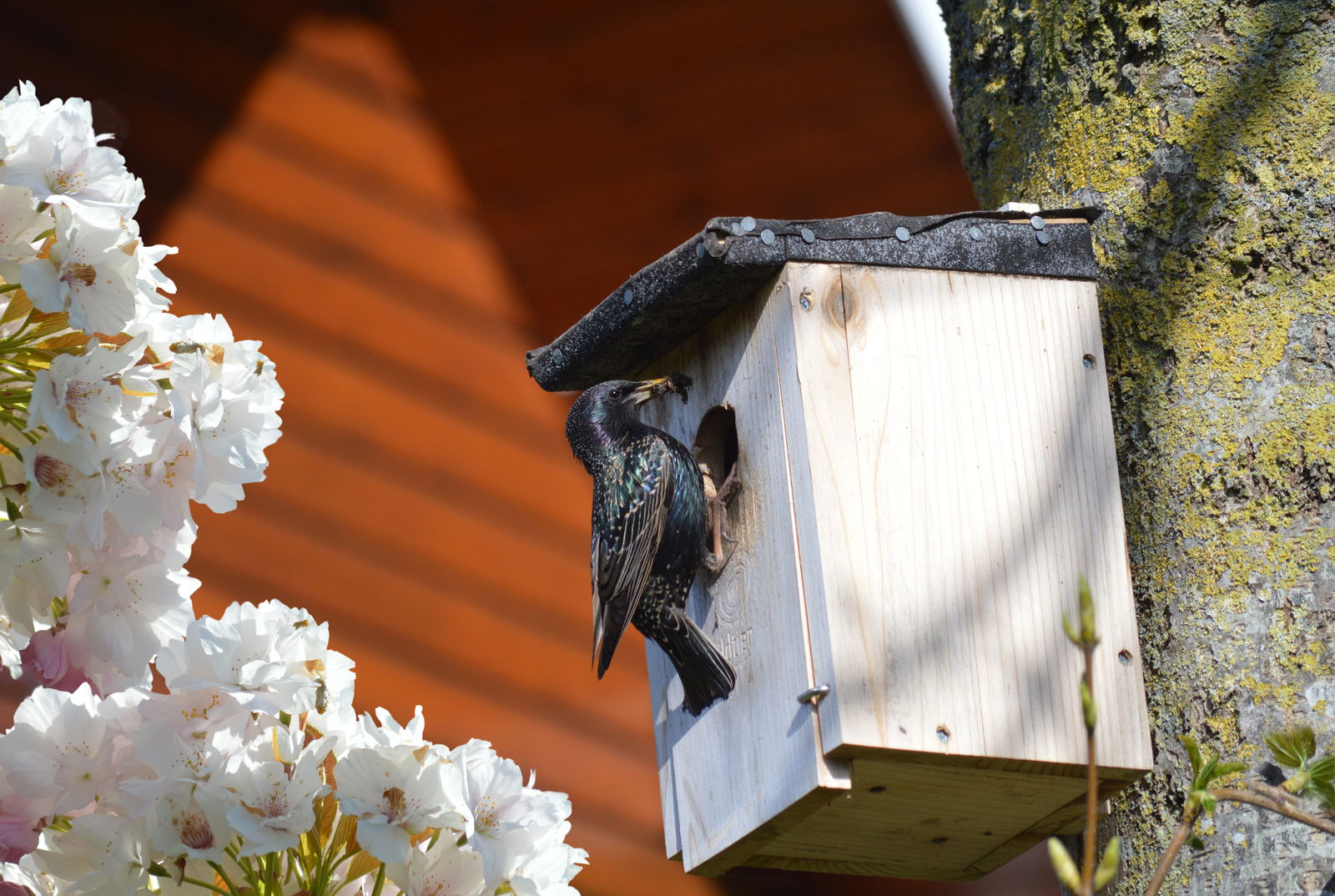 nistkasten-vogelhaus-frühling-star-haus