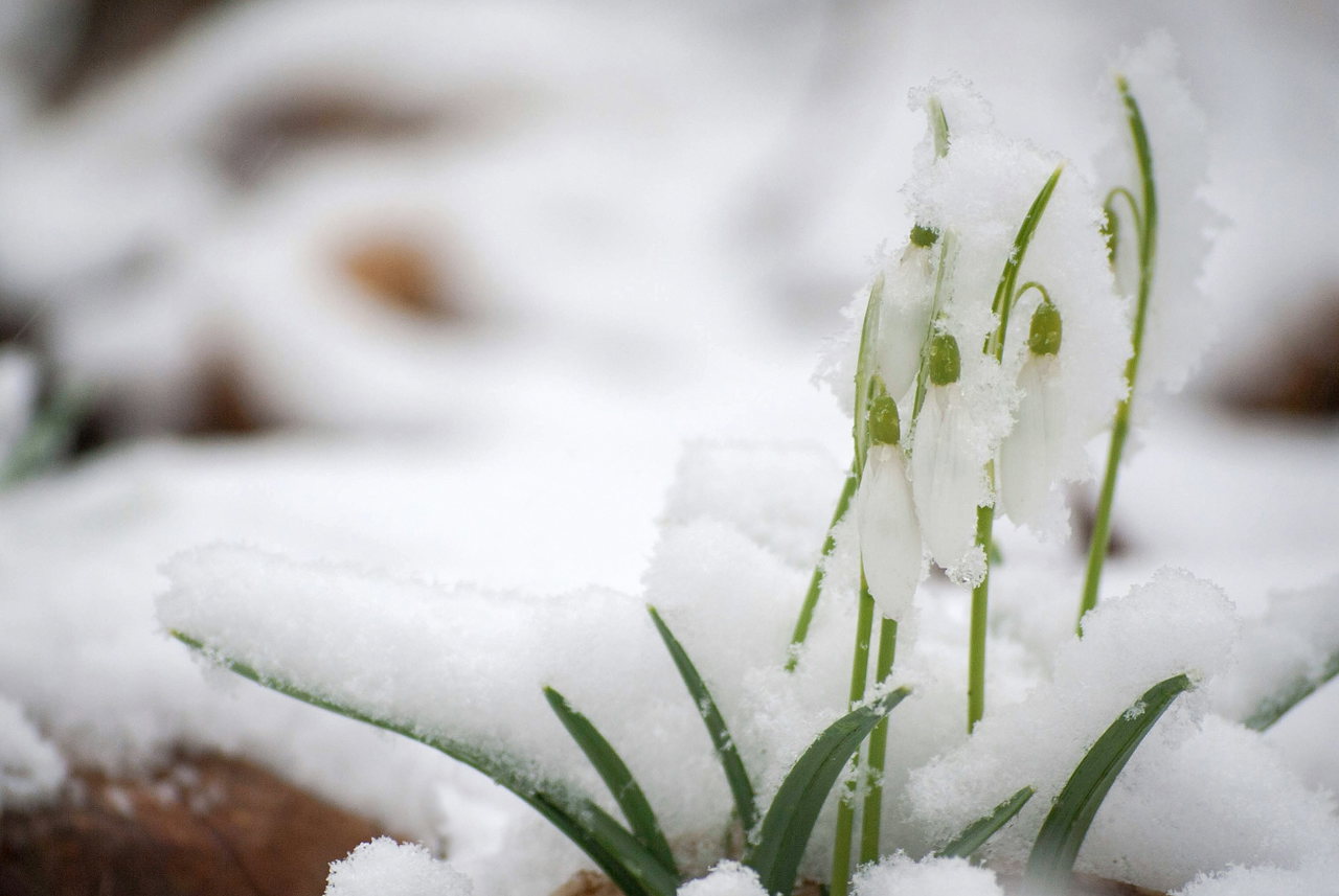 schneeglöckchen-soneTAnHiy4-unsplash