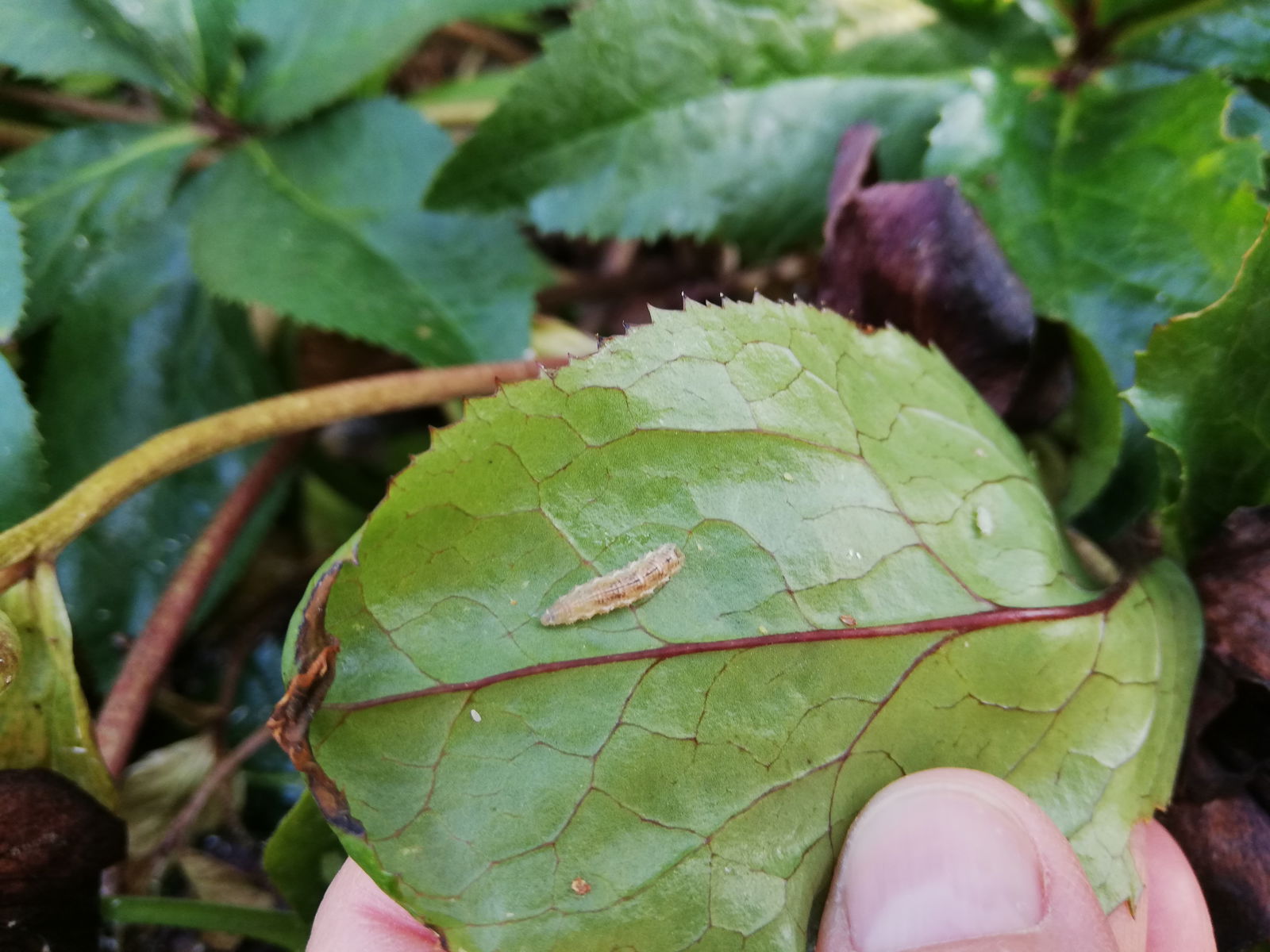 Schwebfliegenlarve-blatt-nützling
