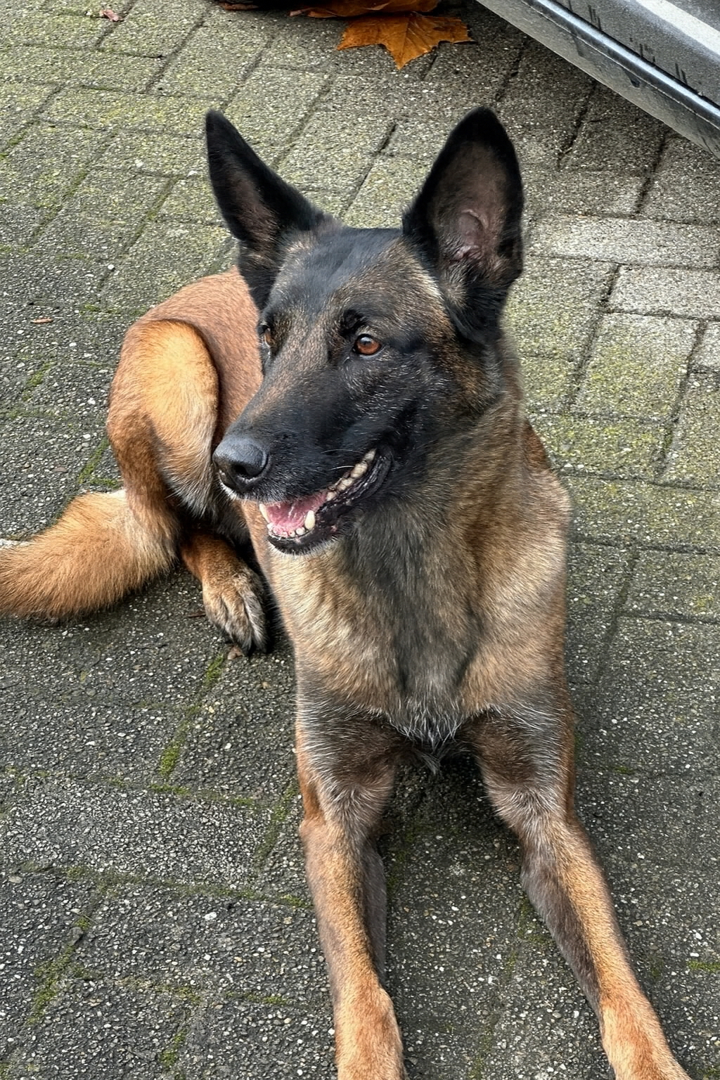 bbsTechnik_Hundestaffel