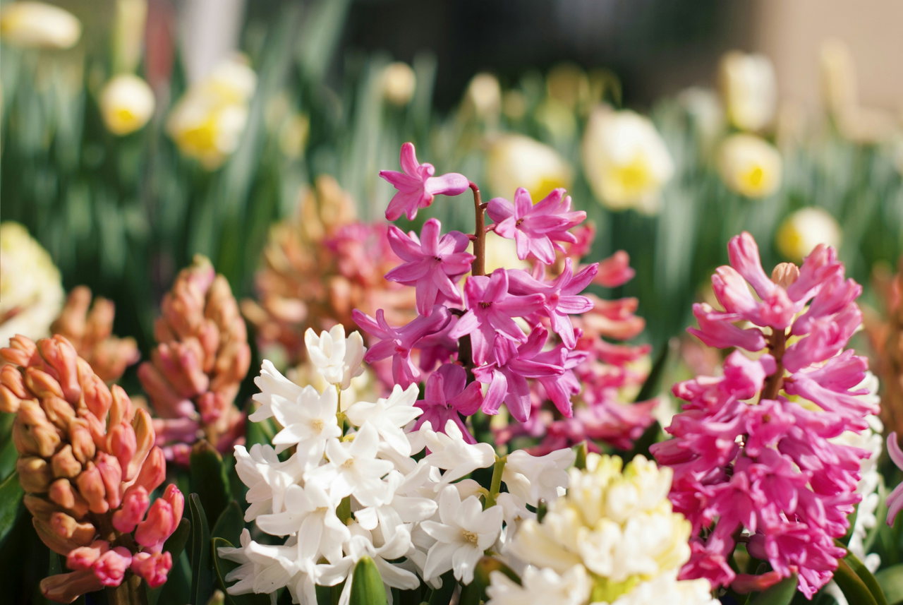 Hyacinthus-lVwxTalyApM-unsplash