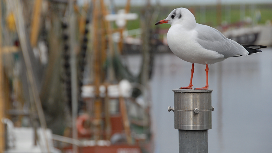 Möwe-auf-einem-Pfal-in-Greetsiel