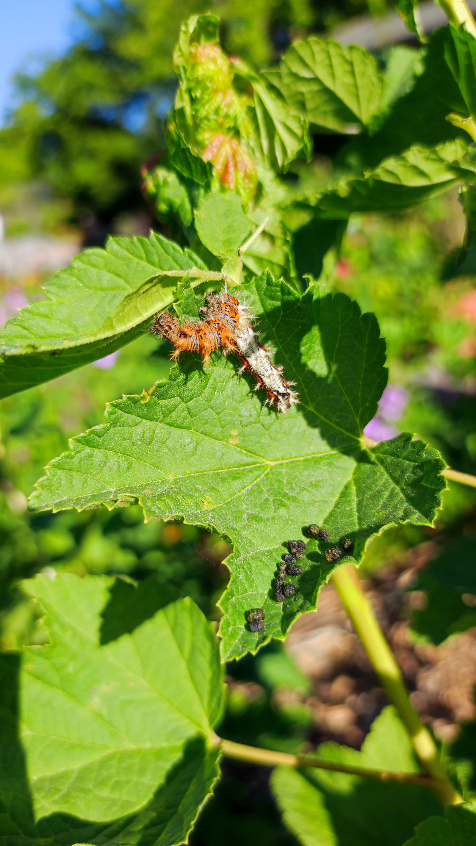 Raupe-C-Falter-blatt