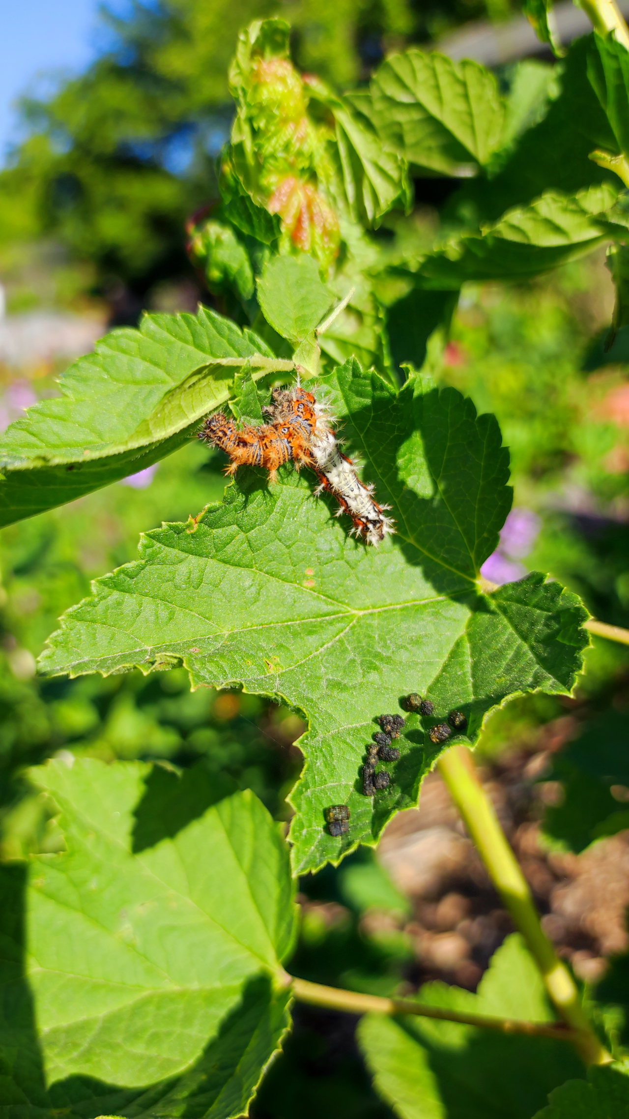 Raupe-C-Falter-blatt