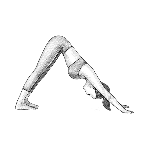 Hier wird die Yoga-Pose der Herabschauende Hund dargestellt.