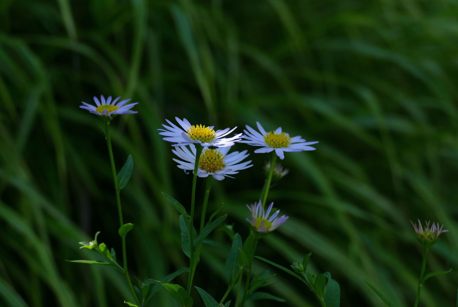 kalimeris-wiese-blüte-c DieFia-Pixabay