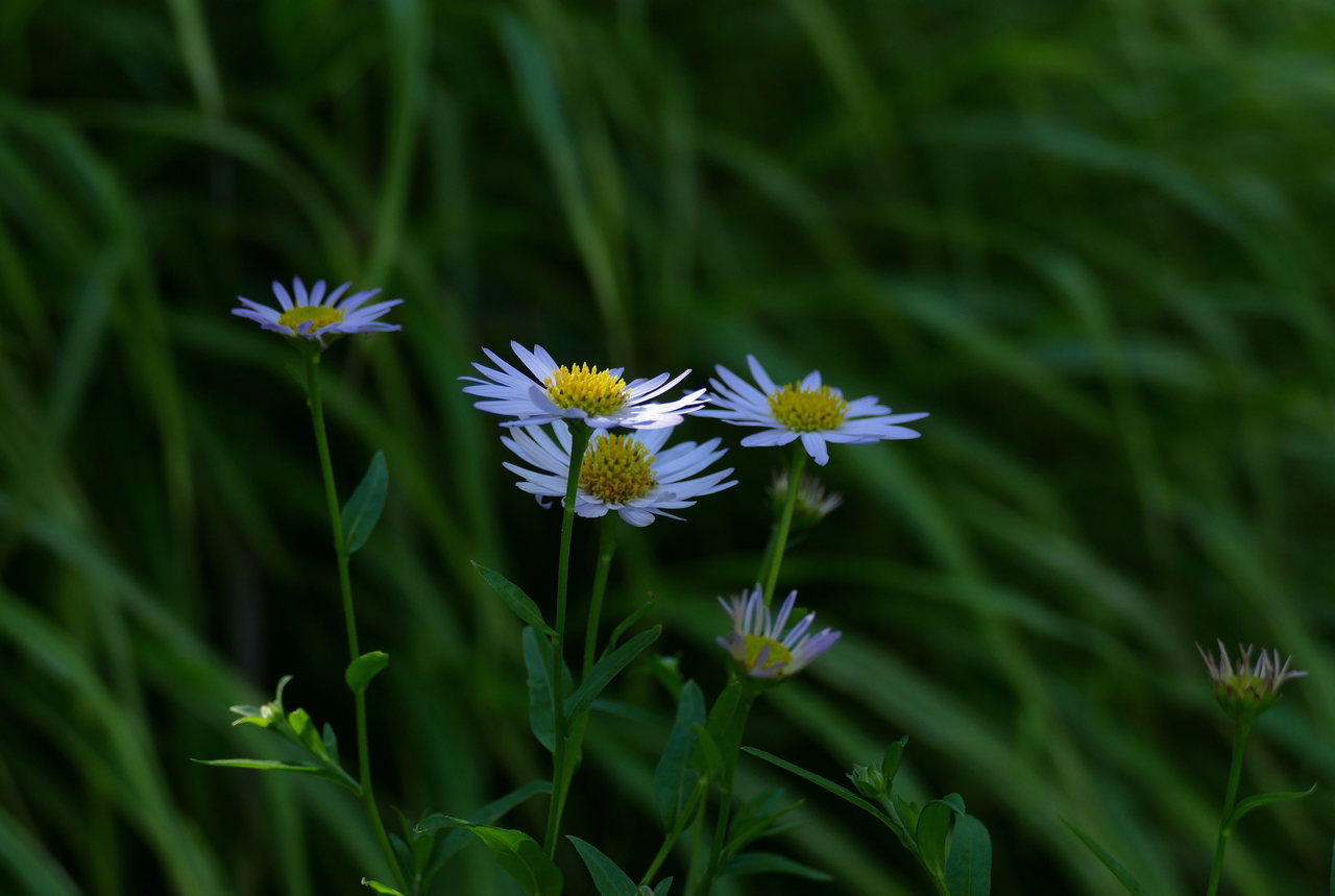kalimeris-wiese-blüte-c DieFia-Pixabay