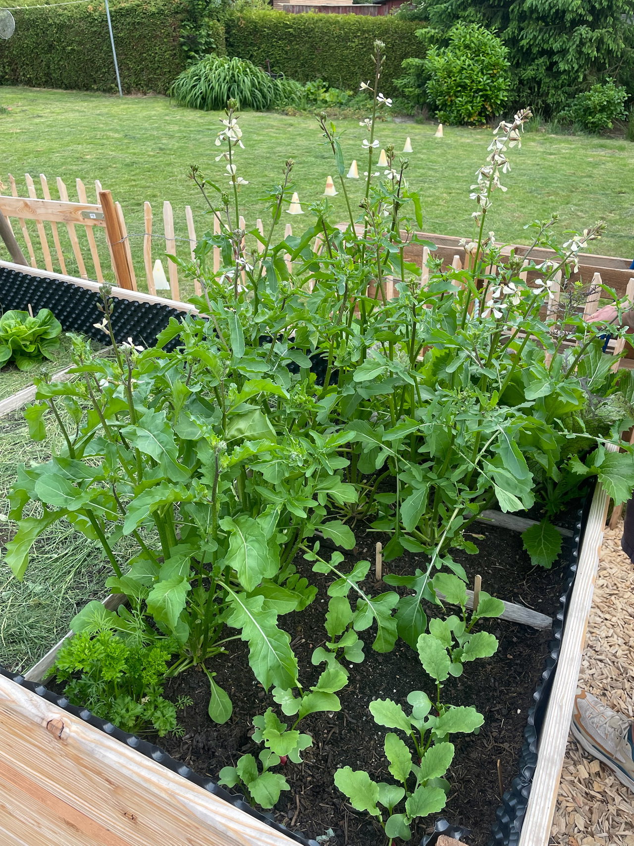 rucola-frühling-hochbeet-blüte