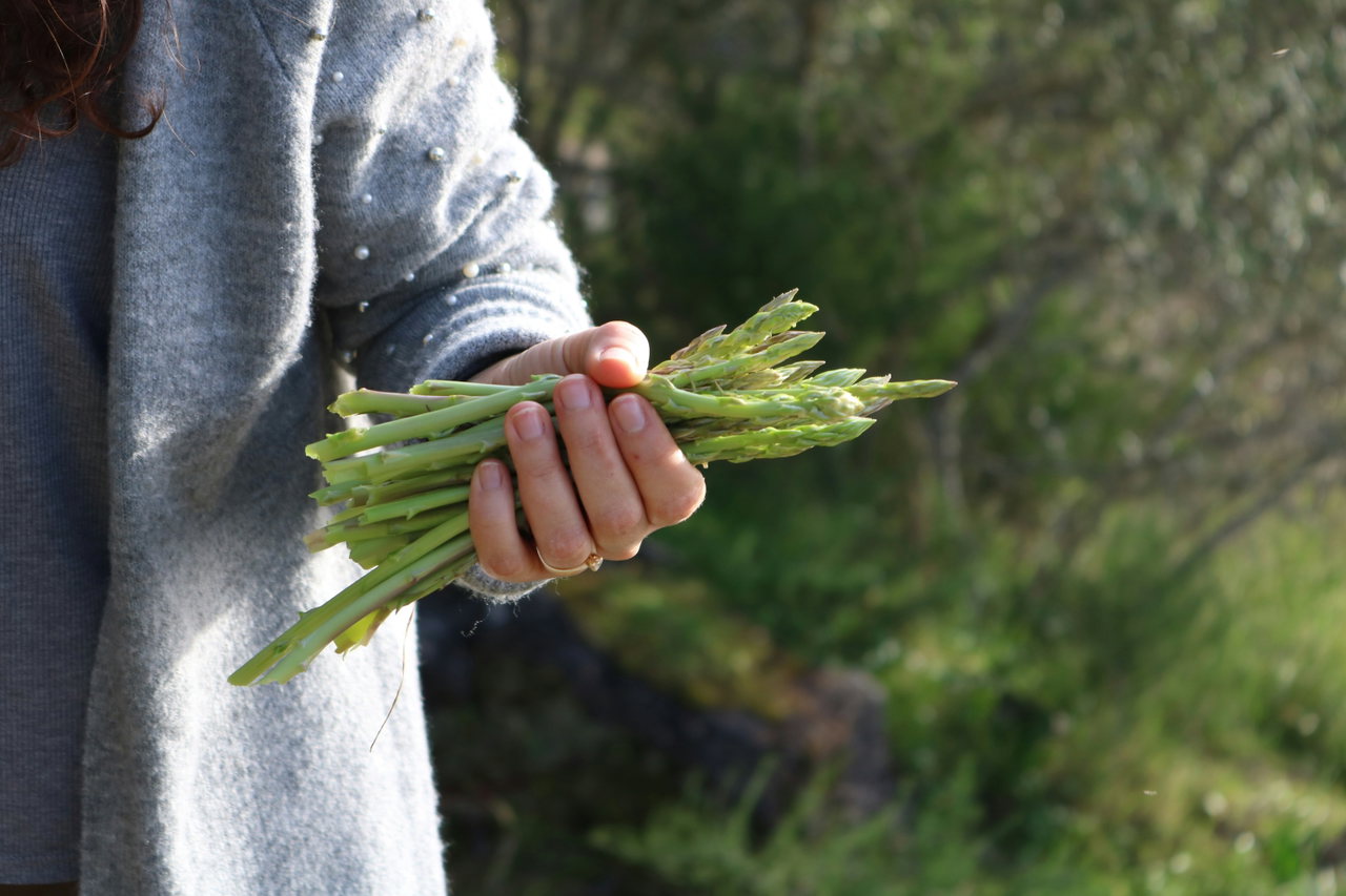 grüner-spargel-frau-hand