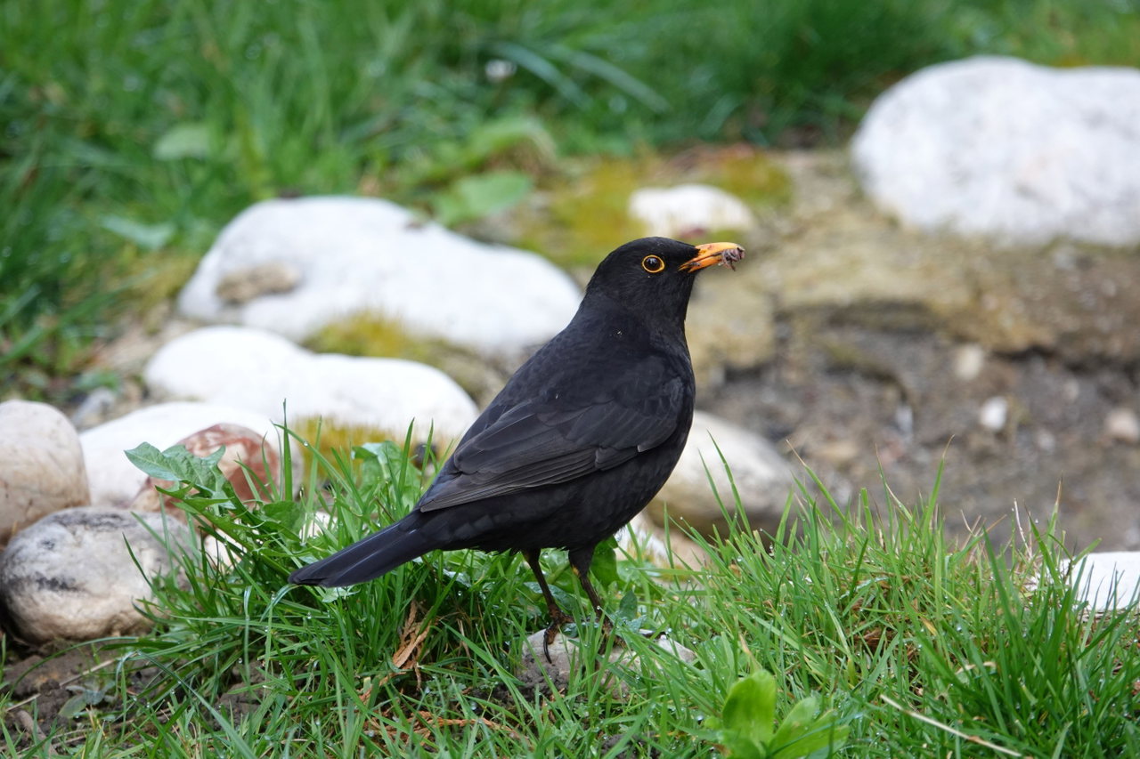 amsel-männchen-garten-steine-rasen