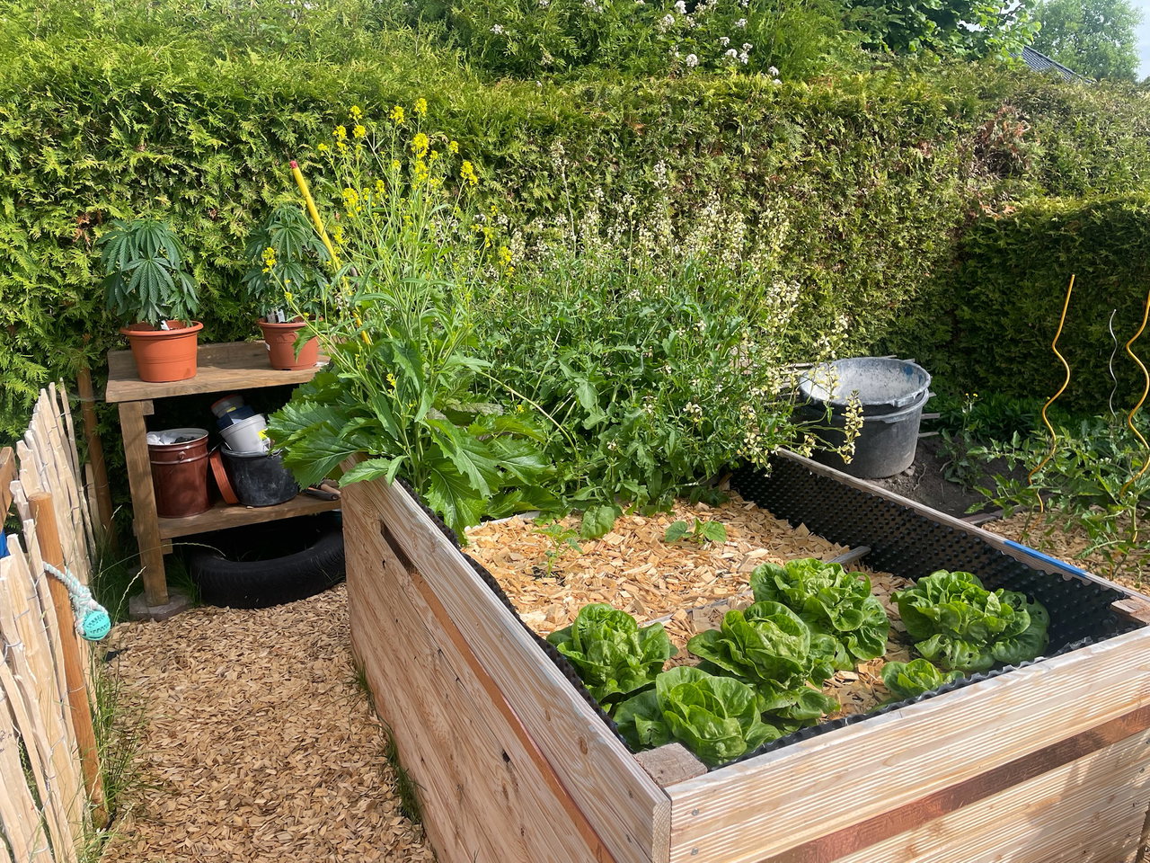 hochbeet-gemüsegarten-rucola-asiasalat-blüte-salat