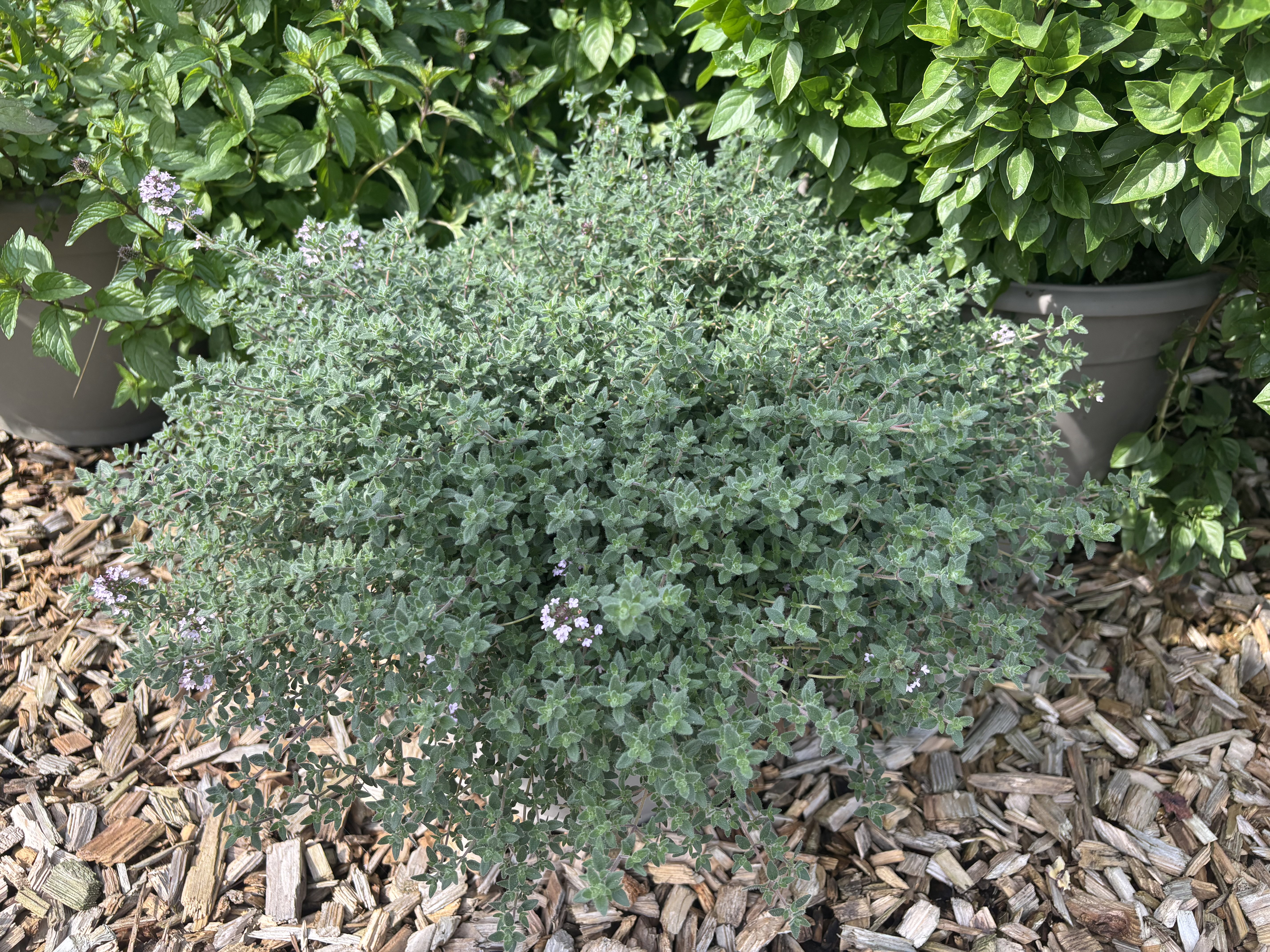 Oregano-Thymian_Kübel_1
