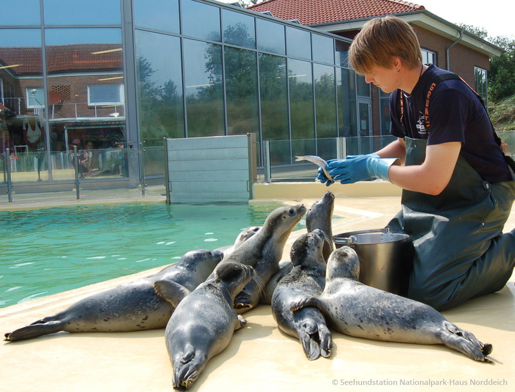 Fuetterung-der-Seehunde-wasserbecken