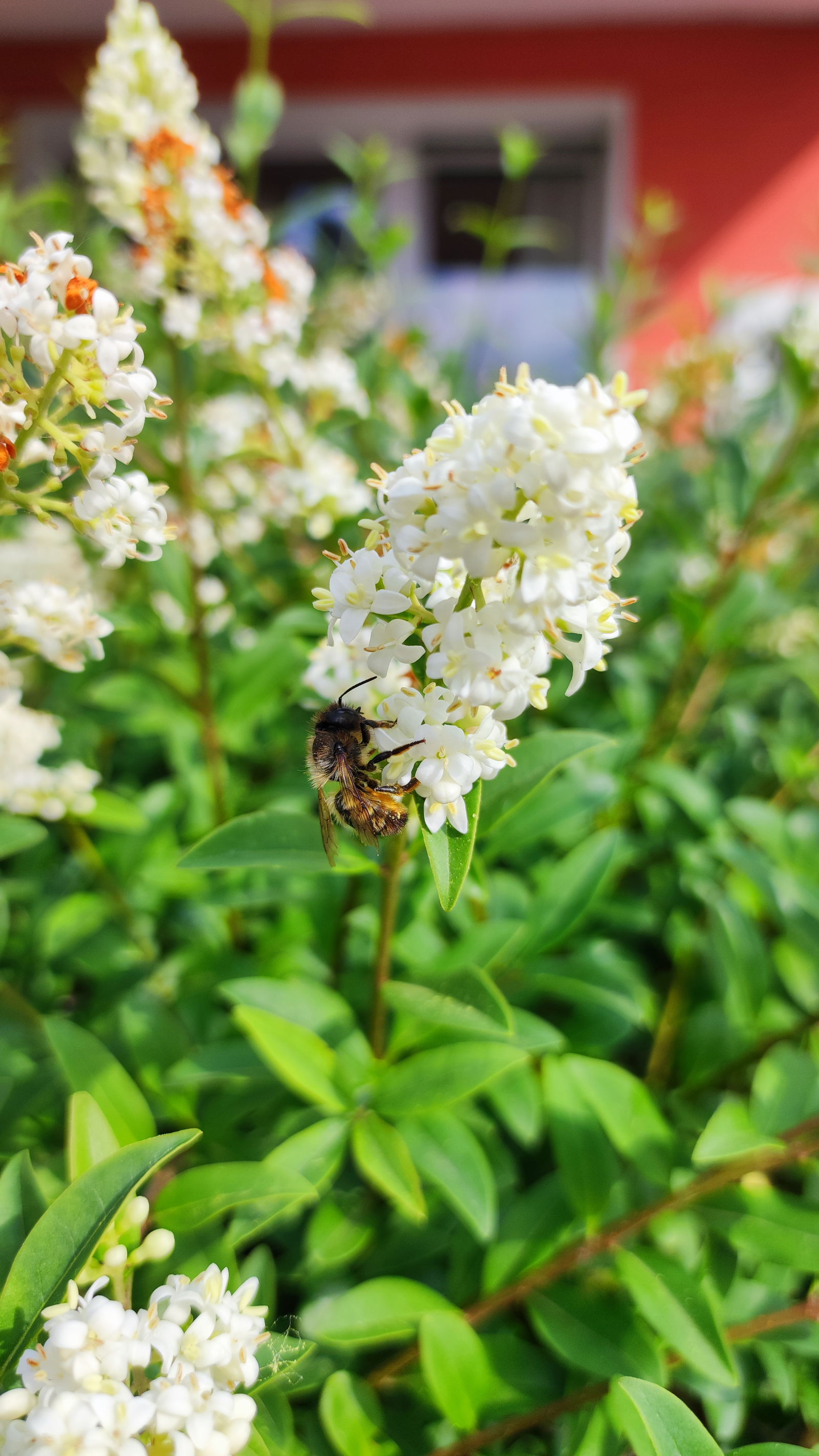 Biene-an-Ligusterblüte