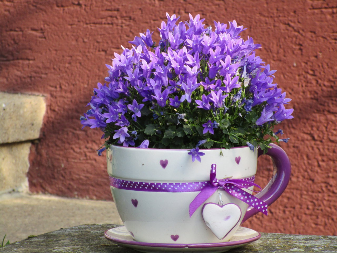 tasse-bepflanzt-blumen-lila-geschenk