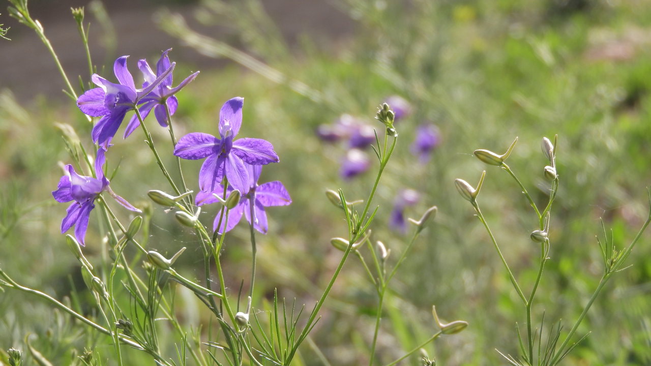 rittersporn-consolida-regalis-blüten-wiese-c Pixabay
