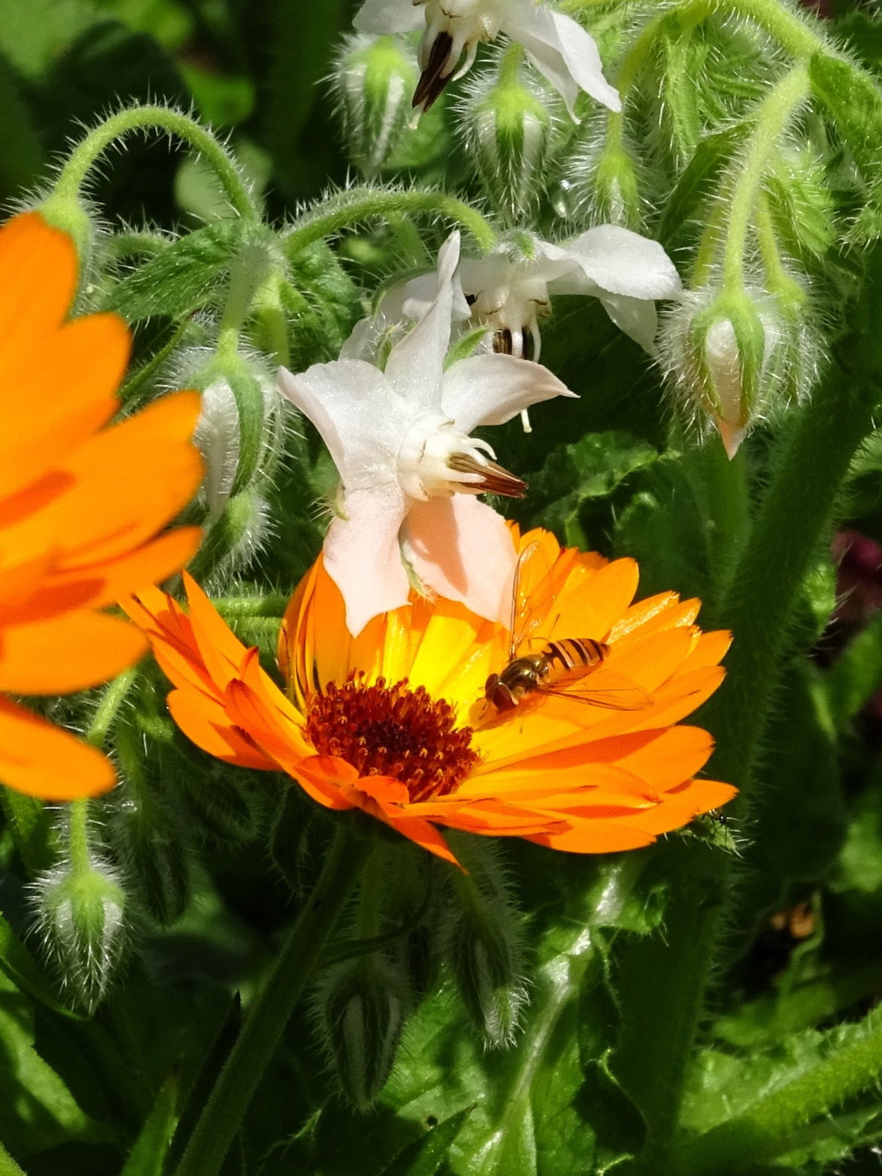 Schwebfliege-auf-Ringelblume