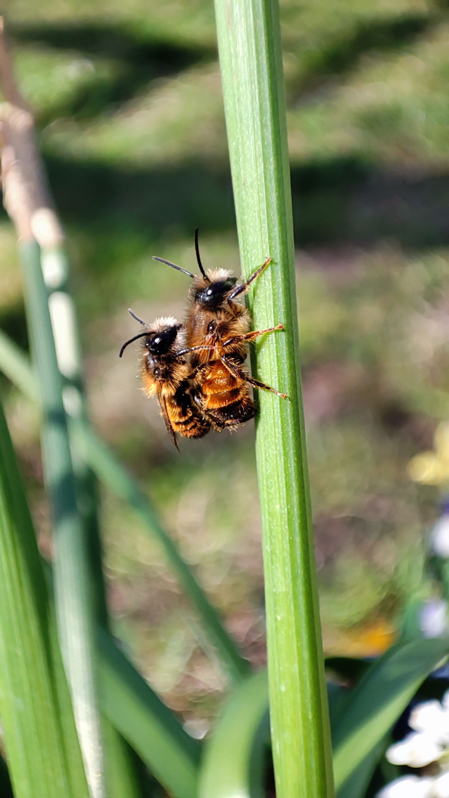 Wildbienen-bei-der-Paarung-rote-Mauerbiene