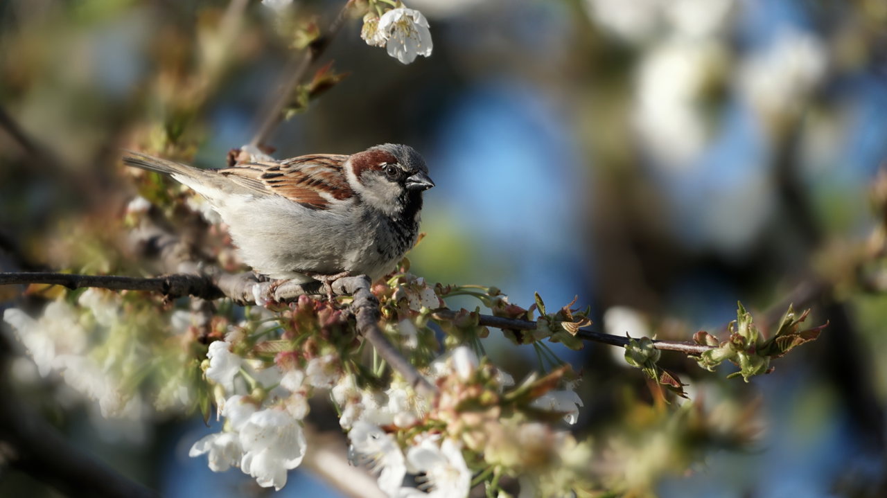 haussperling-spatz-blüten-baum