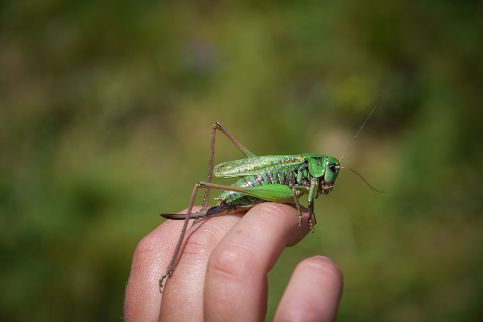 warzenbeisser-insekt-heuschrecke-hand-c Dagmar-Pixabay
