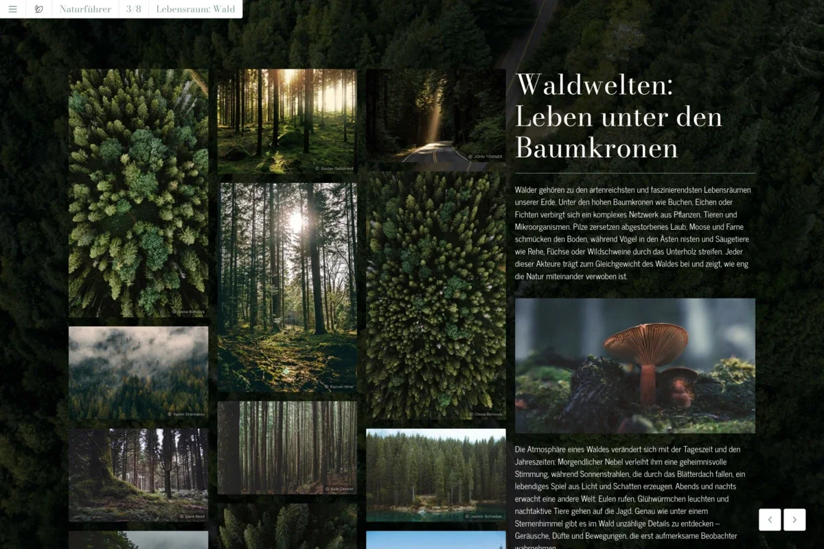 Naturführer Waldwelten Naturführer Waldwelten